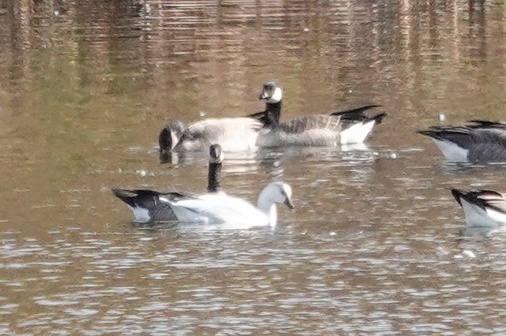 Ross's Goose - ML643514293