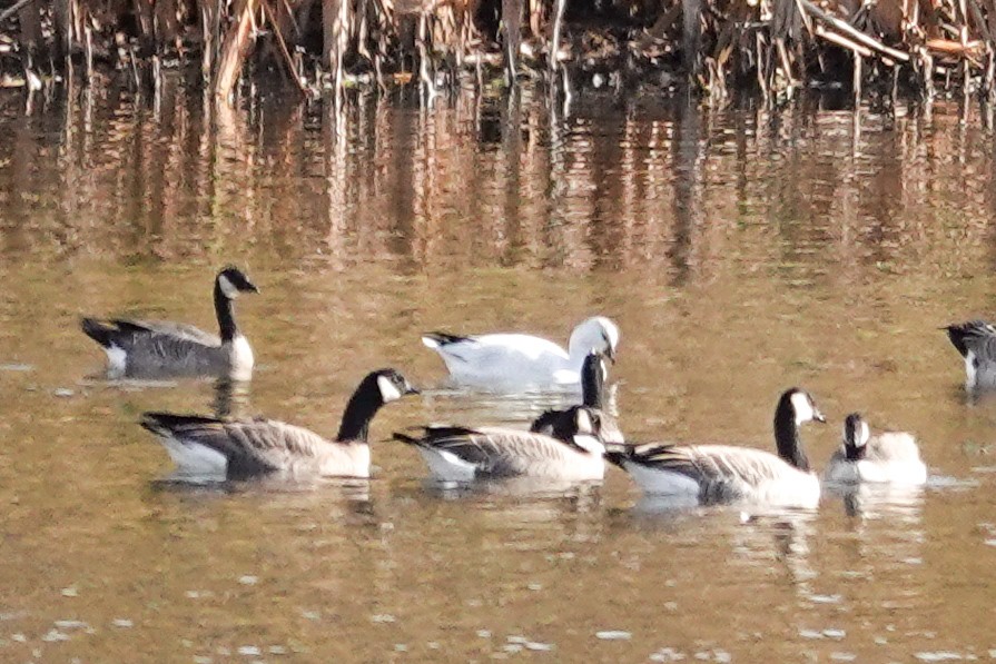 Ross's Goose - ML643514294