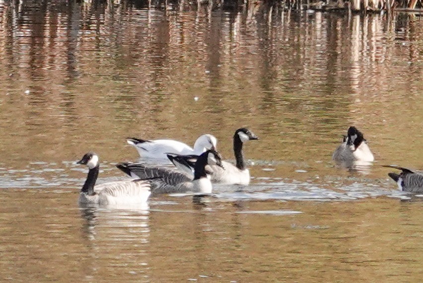Ross's Goose - ML643514295