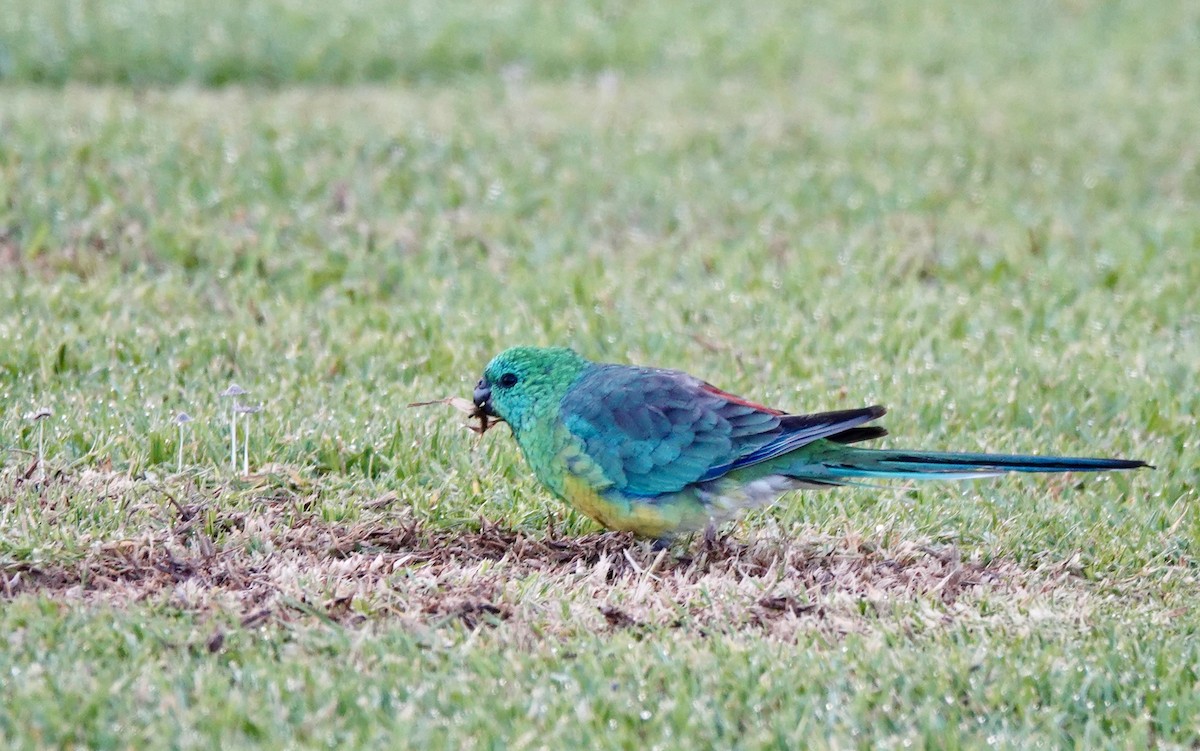 Red-rumped Parrot - ML643514315