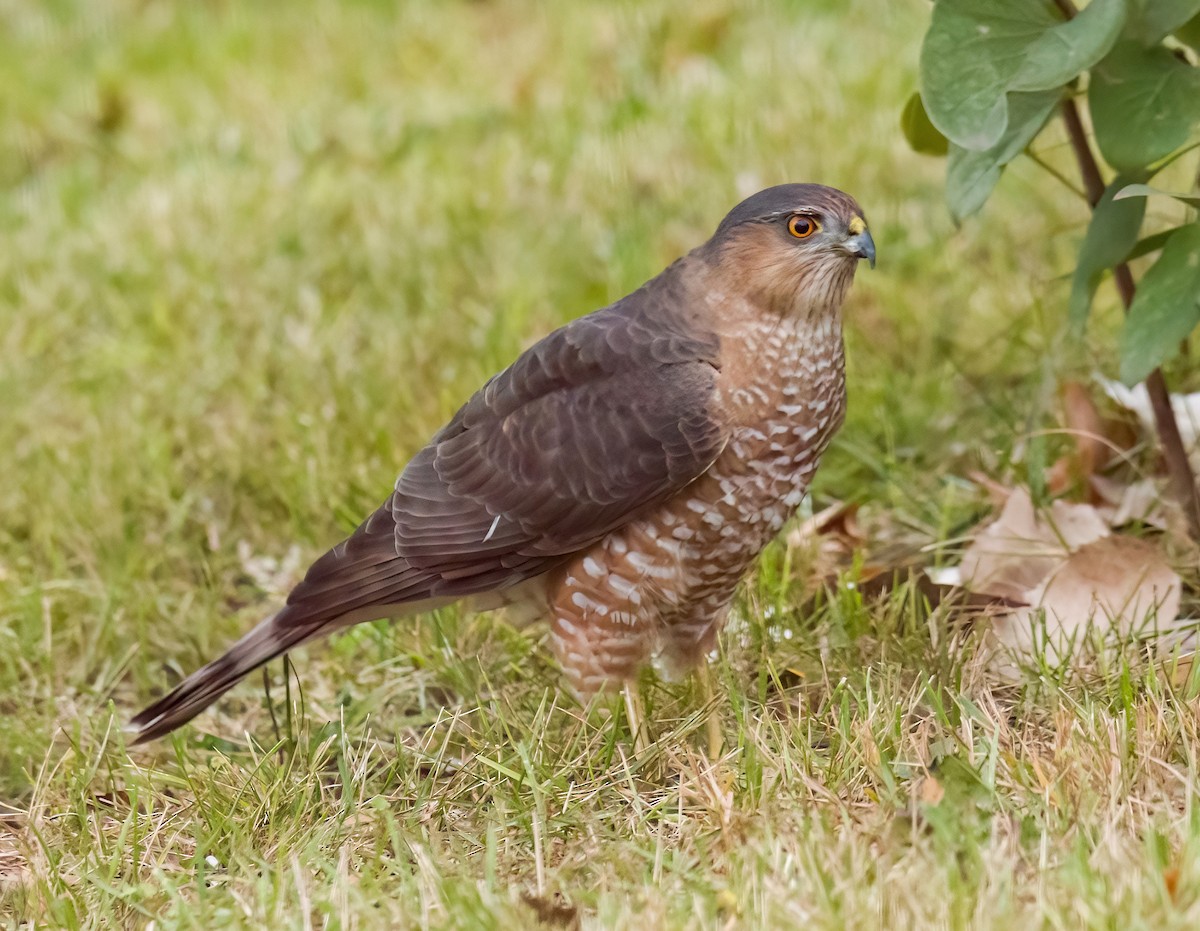 Sharp-shinned Hawk - ML643514321