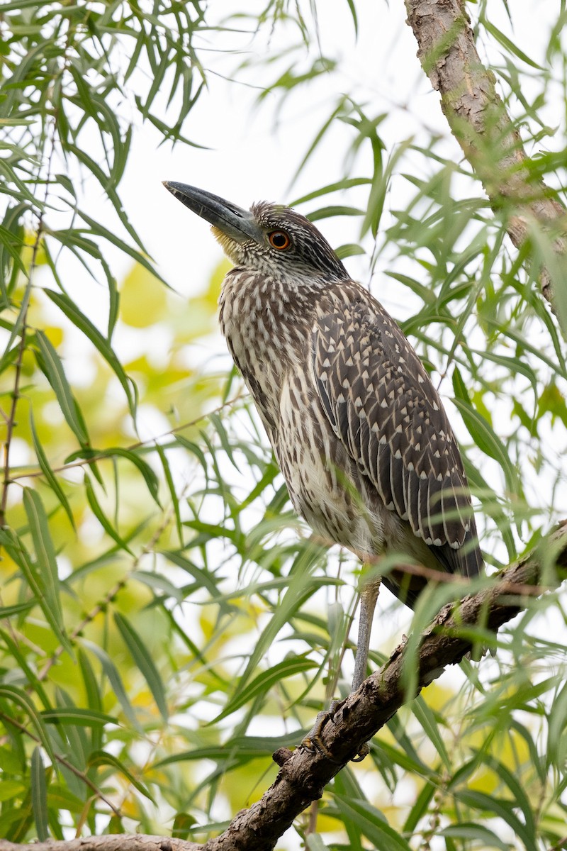 Yellow-crowned Night Heron - ML643514322