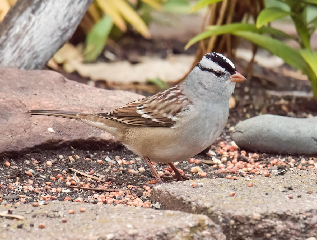 White-crowned Sparrow - ML643514326