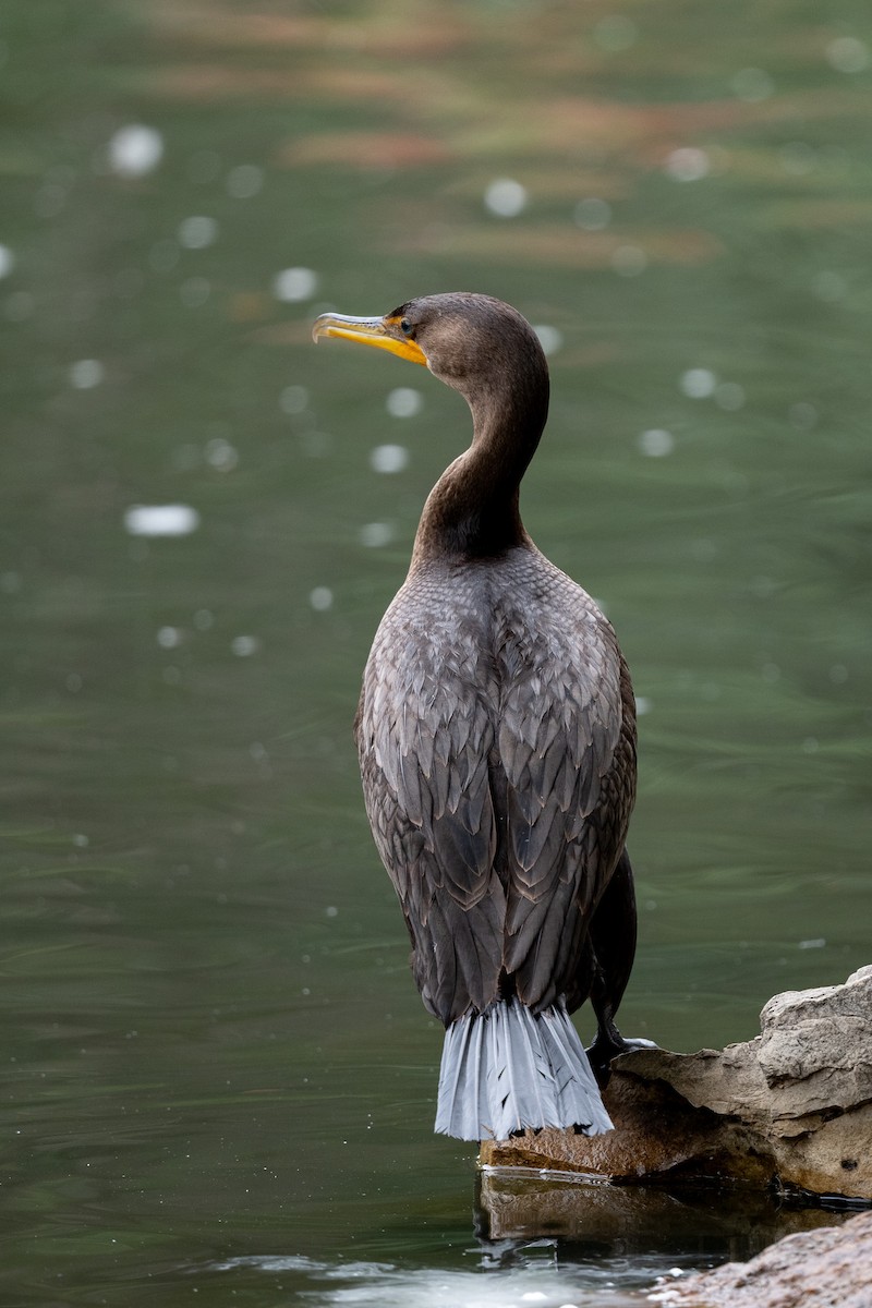 Double-crested Cormorant - ML643514328