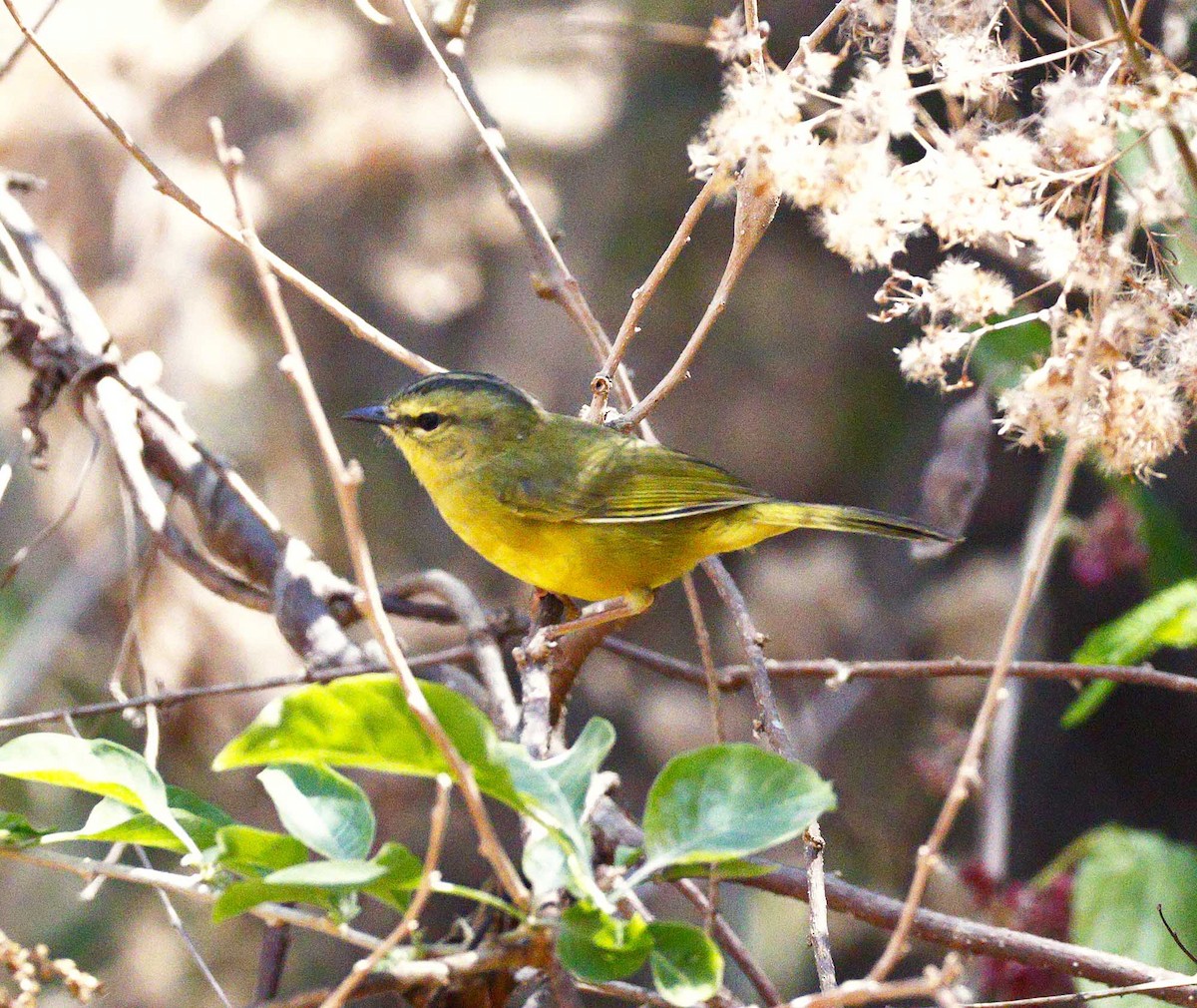 Two-banded Warbler - ML643514329