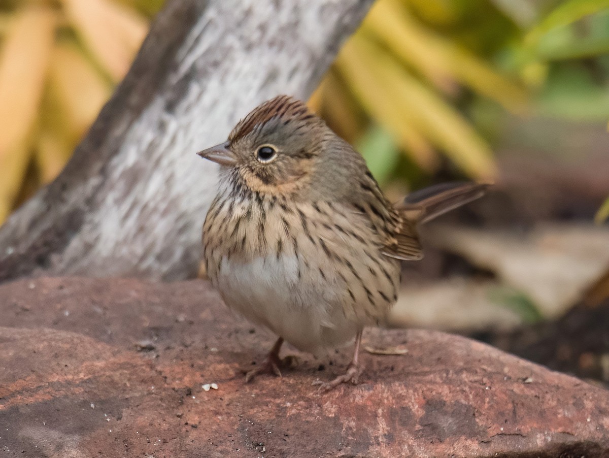 Lincoln's Sparrow - ML643514333