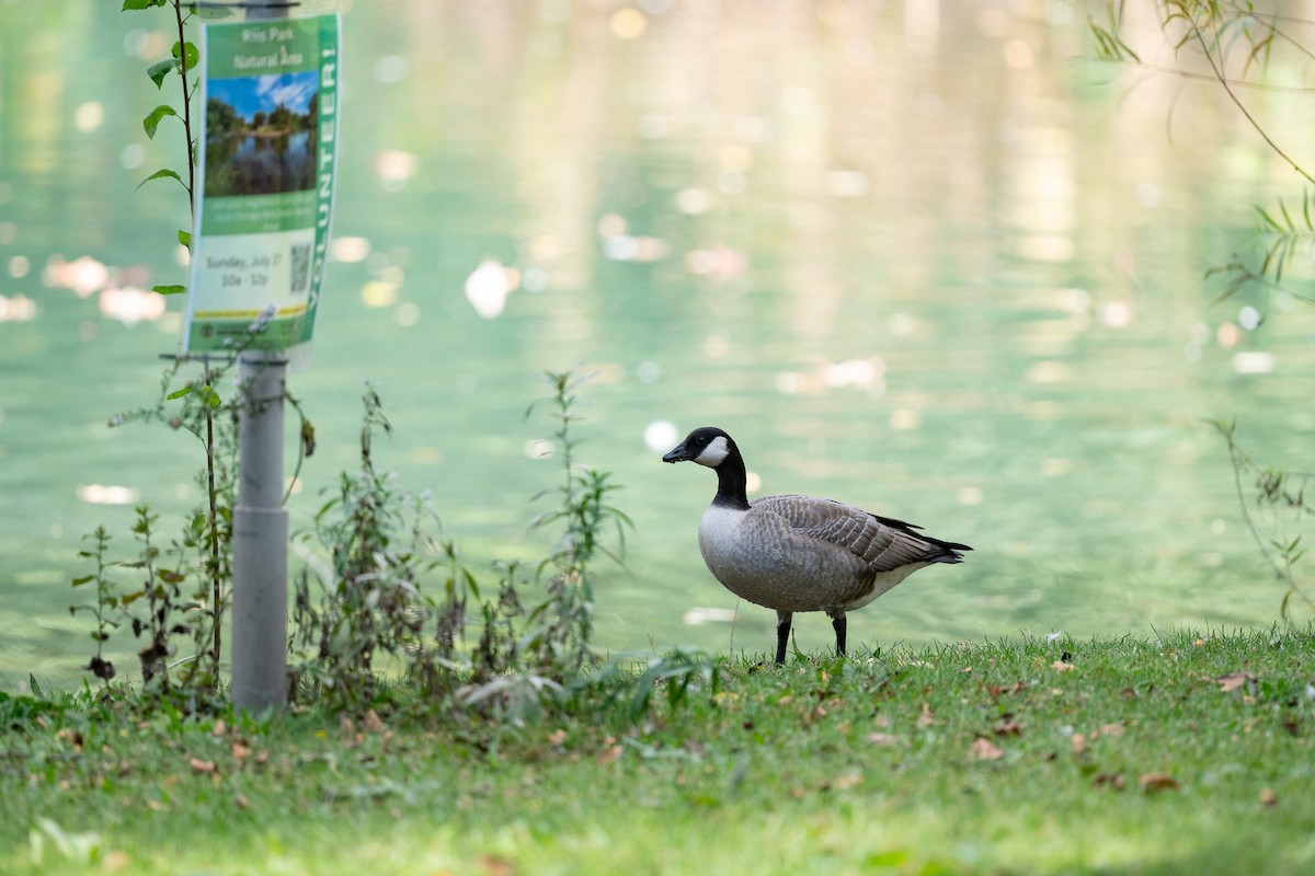 Branta kanadar txikia - ML643514344