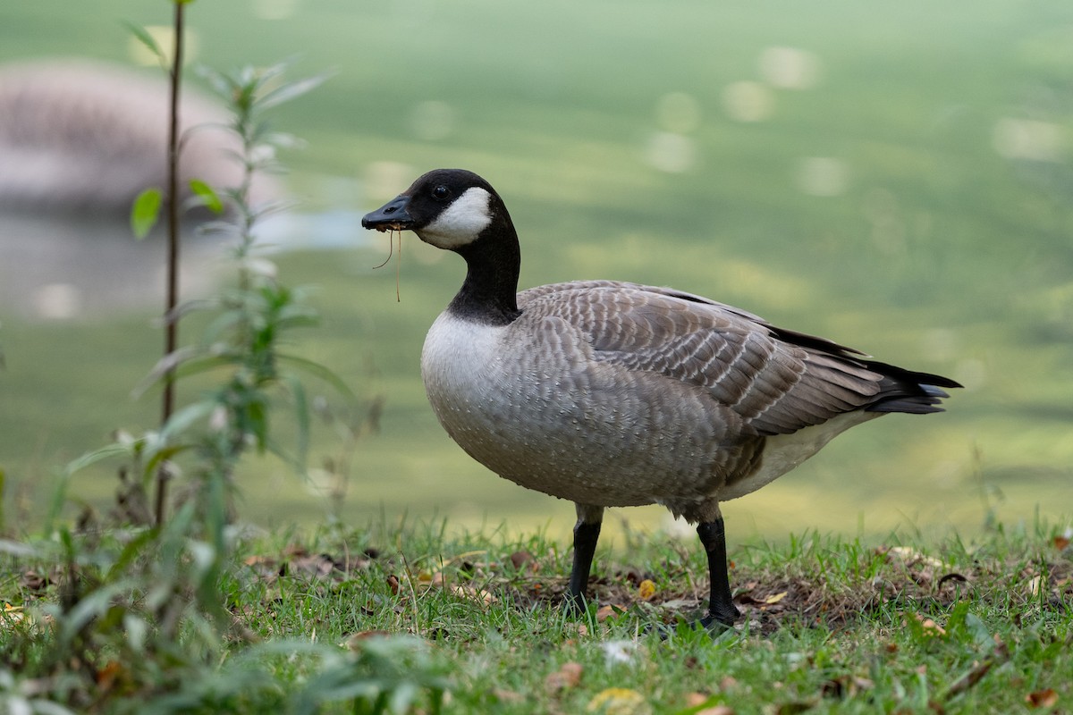Branta kanadar txikia - ML643514345