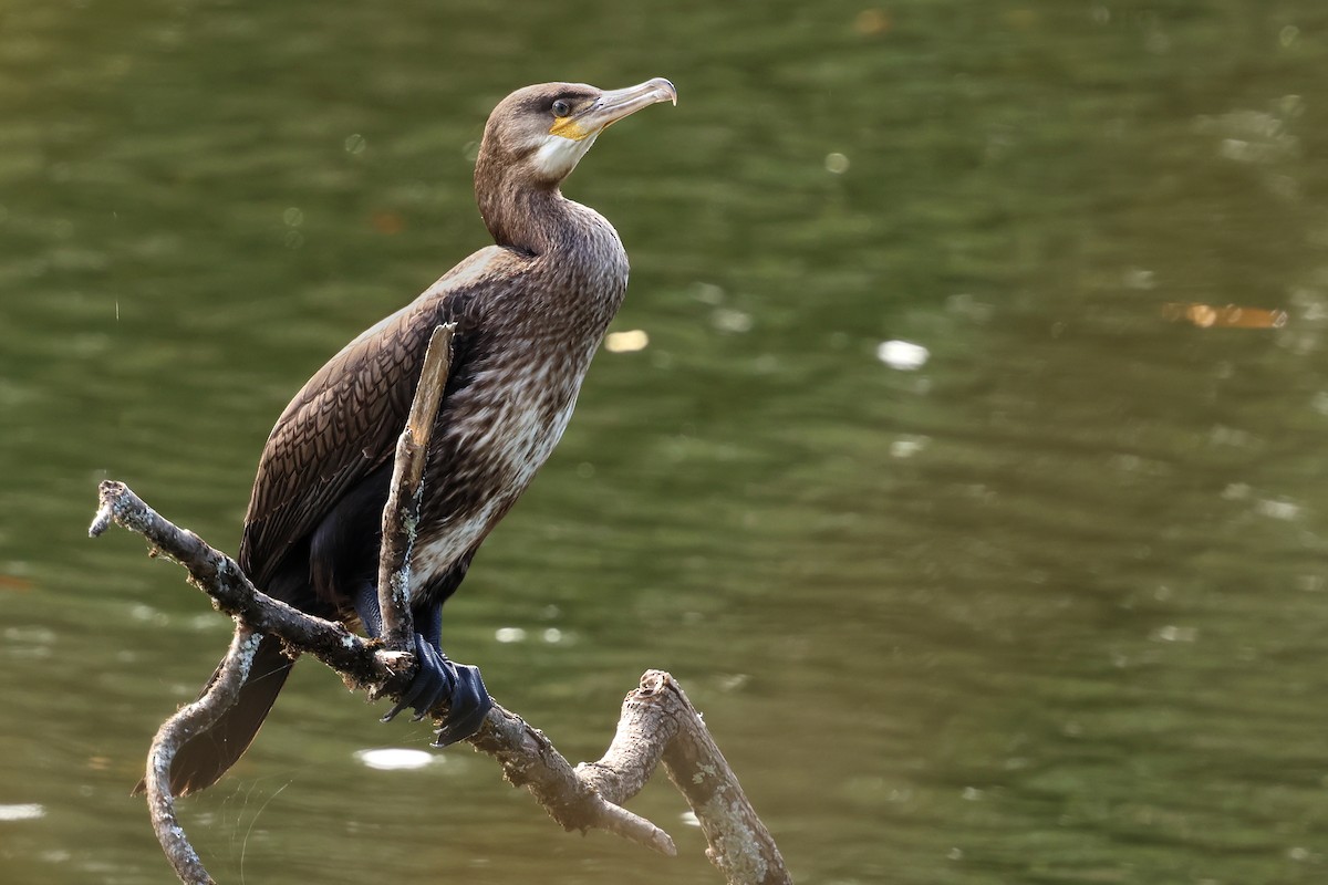Grand Cormoran - ML643514347