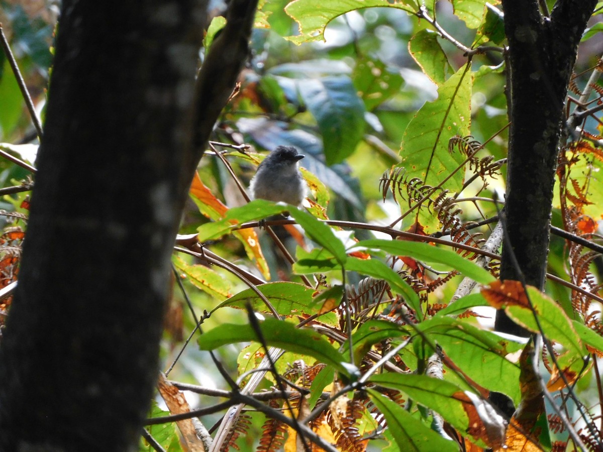 Olivgrau-Ameisenvogel - ML643514351