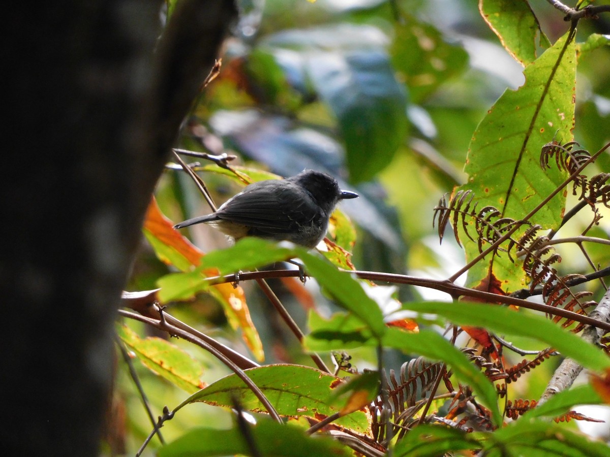 Olivgrau-Ameisenvogel - ML643514352