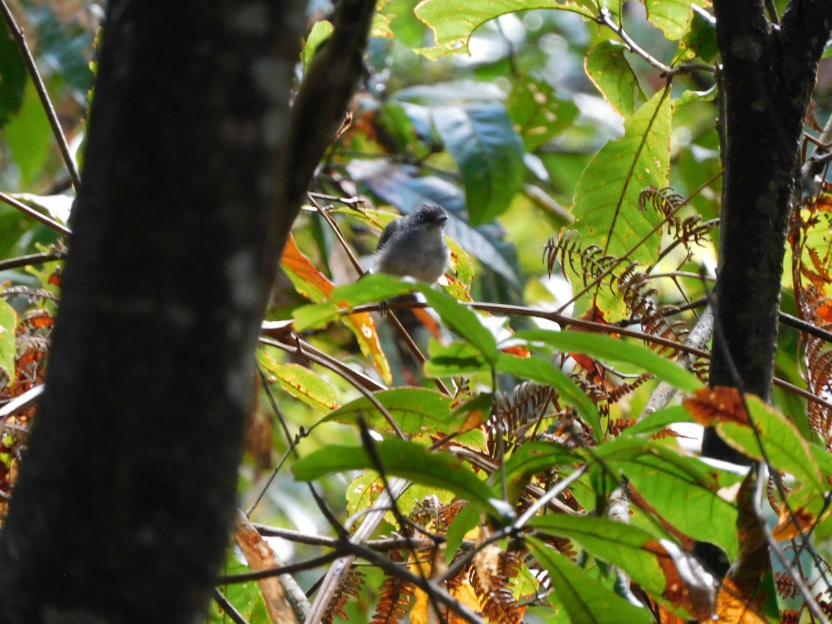 Olivgrau-Ameisenvogel - ML643514353