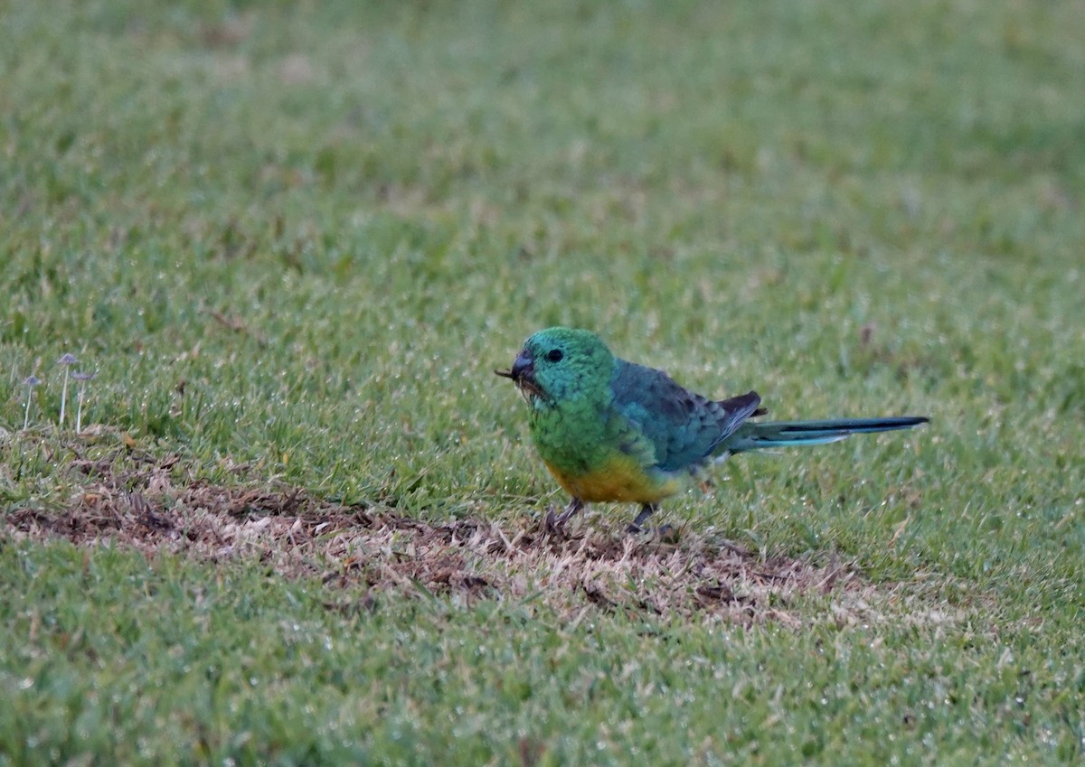 Red-rumped Parrot - ML643514358