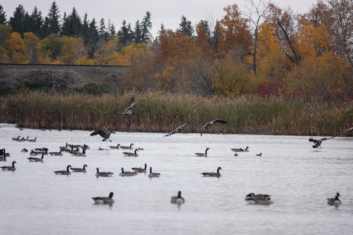 Canada Goose - ML643514361