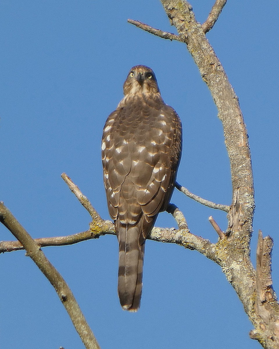 Cooper's Hawk - ML643514370