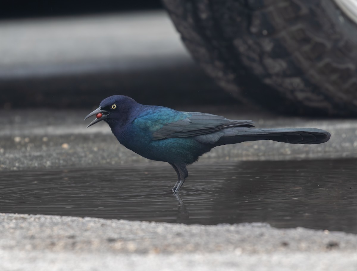 Boat-tailed Grackle - ML643514374