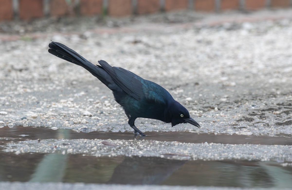 Boat-tailed Grackle - ML643514375