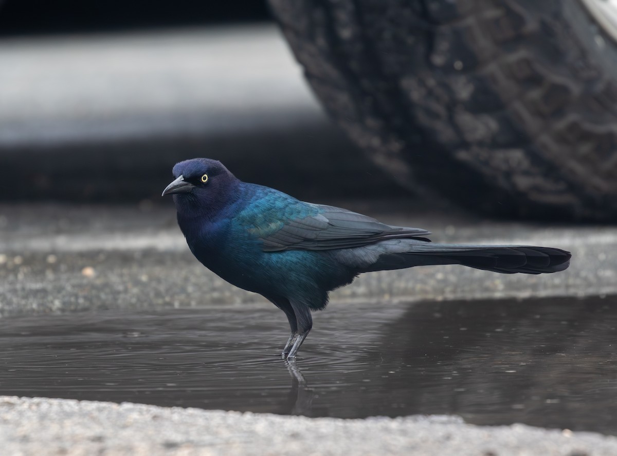 Boat-tailed Grackle - ML643514376