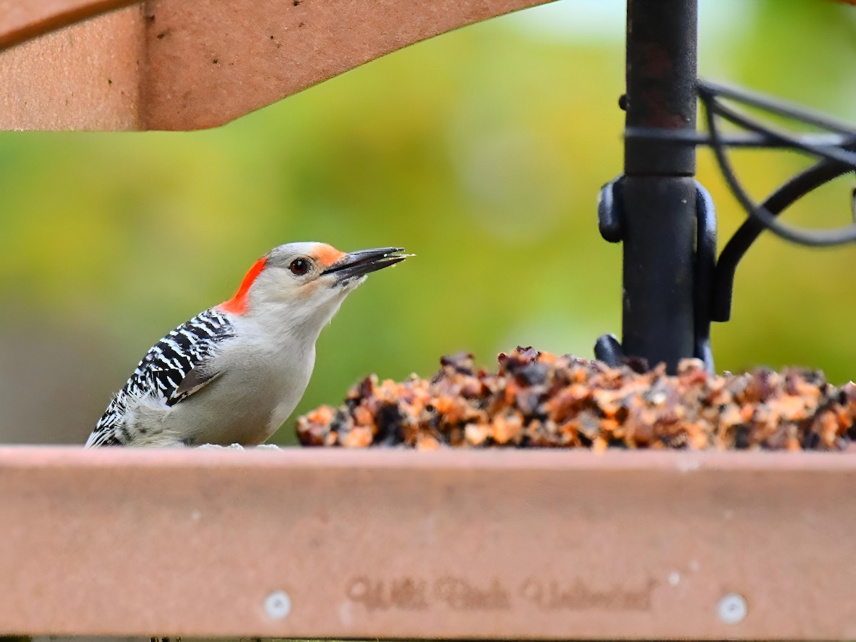 Red-bellied Woodpecker - ML643514382