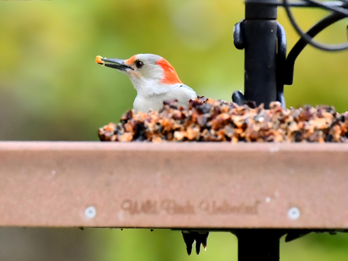 Red-bellied Woodpecker - ML643514383