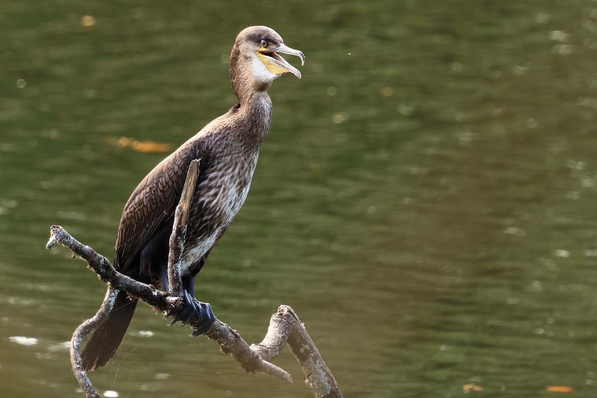 Grand Cormoran - ML643514399