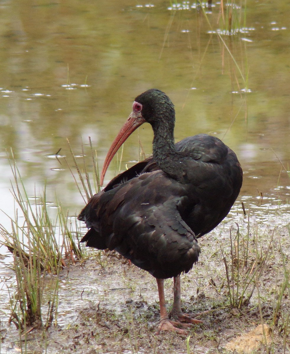 Bare-faced Ibis - ML643514414