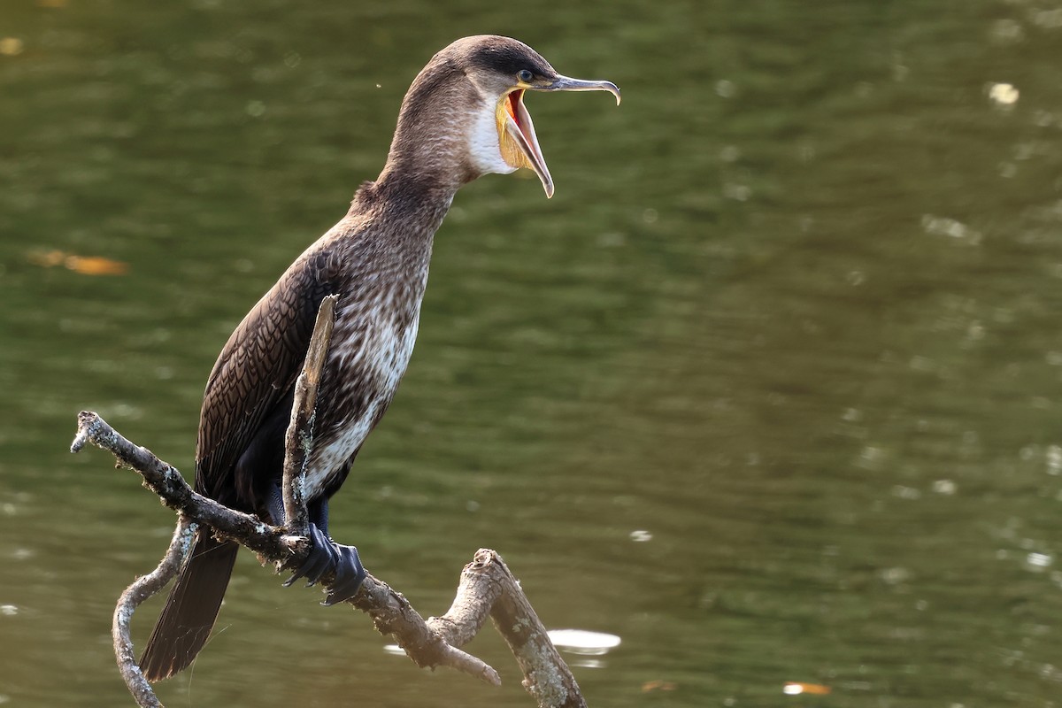 Grand Cormoran - ML643514415