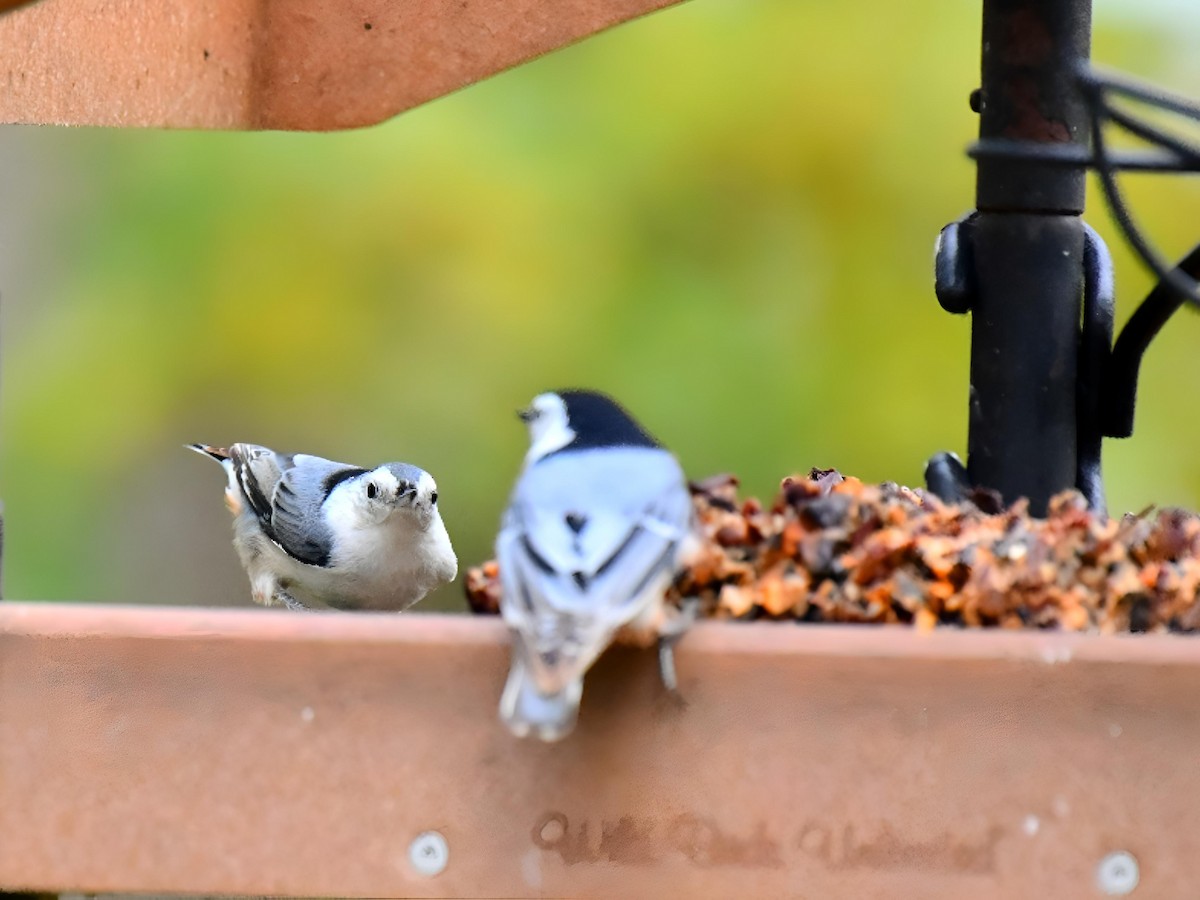 White-breasted Nuthatch - ML643514416
