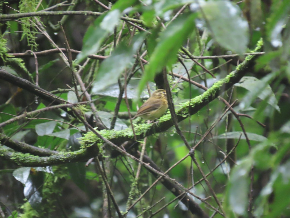 Gelbscheitel-Spatelschnabeltyrann - ML643514417