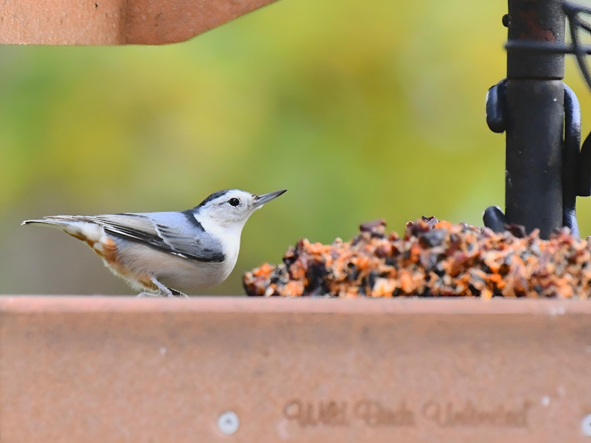 White-breasted Nuthatch - ML643514419