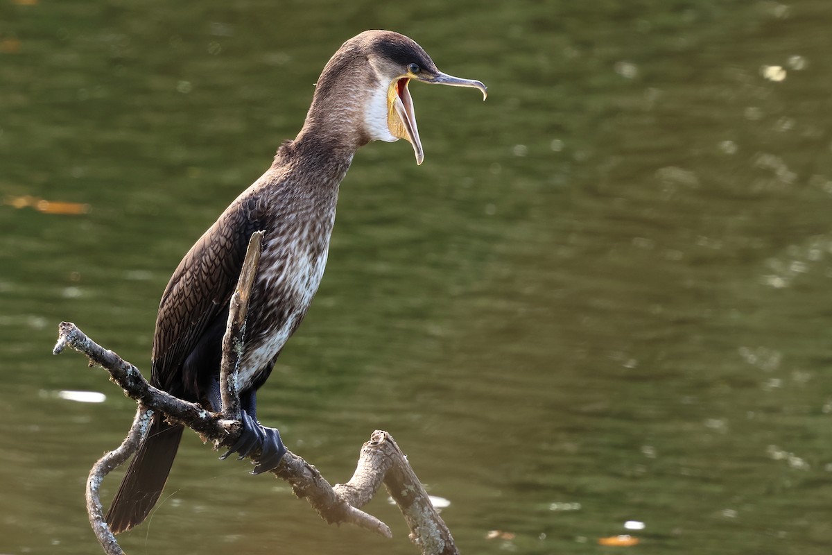 Grand Cormoran - ML643514420