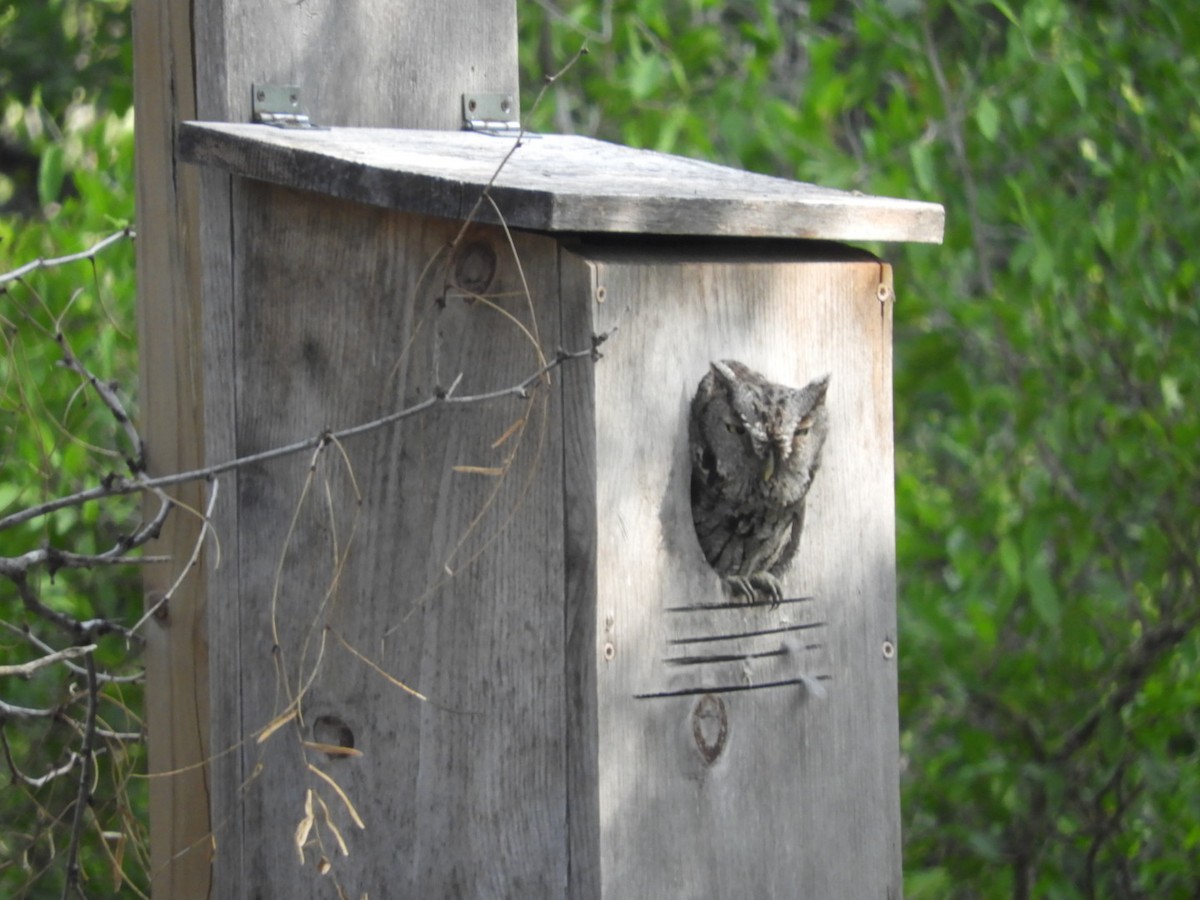 Eastern Screech-Owl - ML643514424
