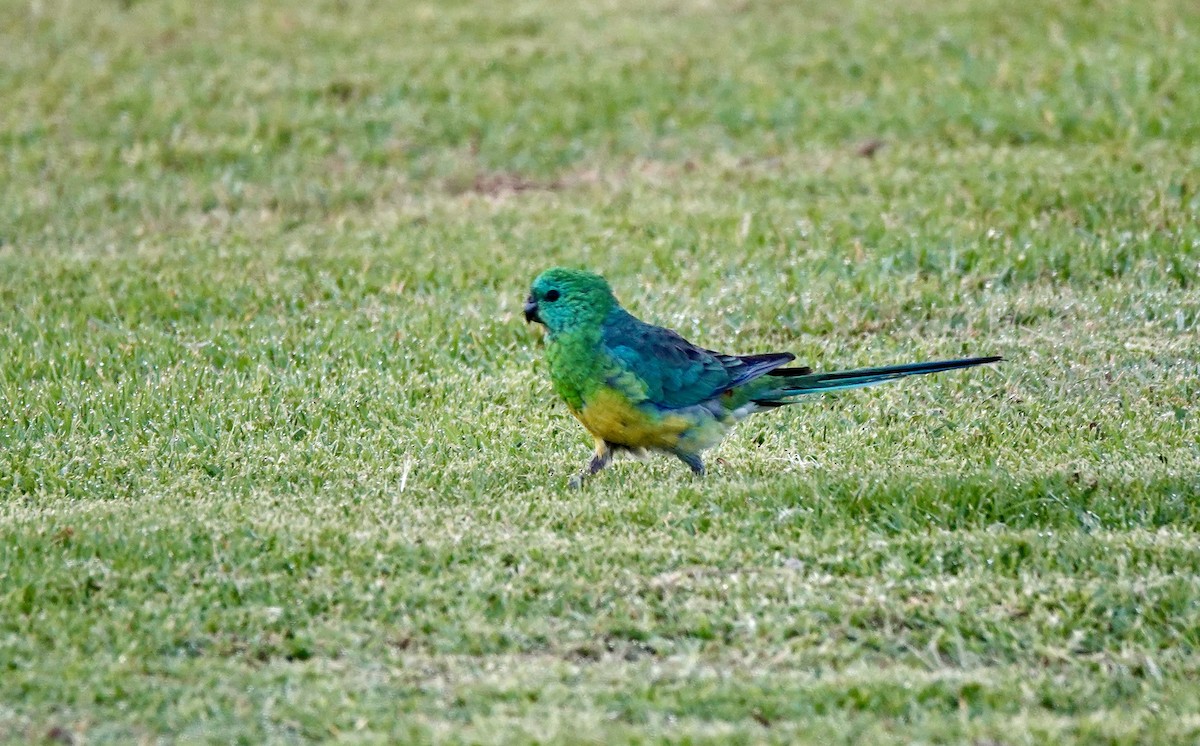 Red-rumped Parrot - ML643514430