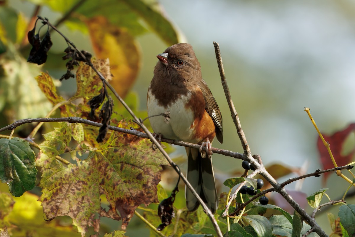Eastern Towhee - ML643514431