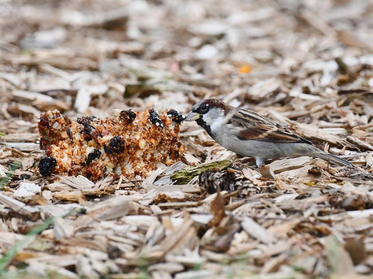 House Sparrow - ML643514433