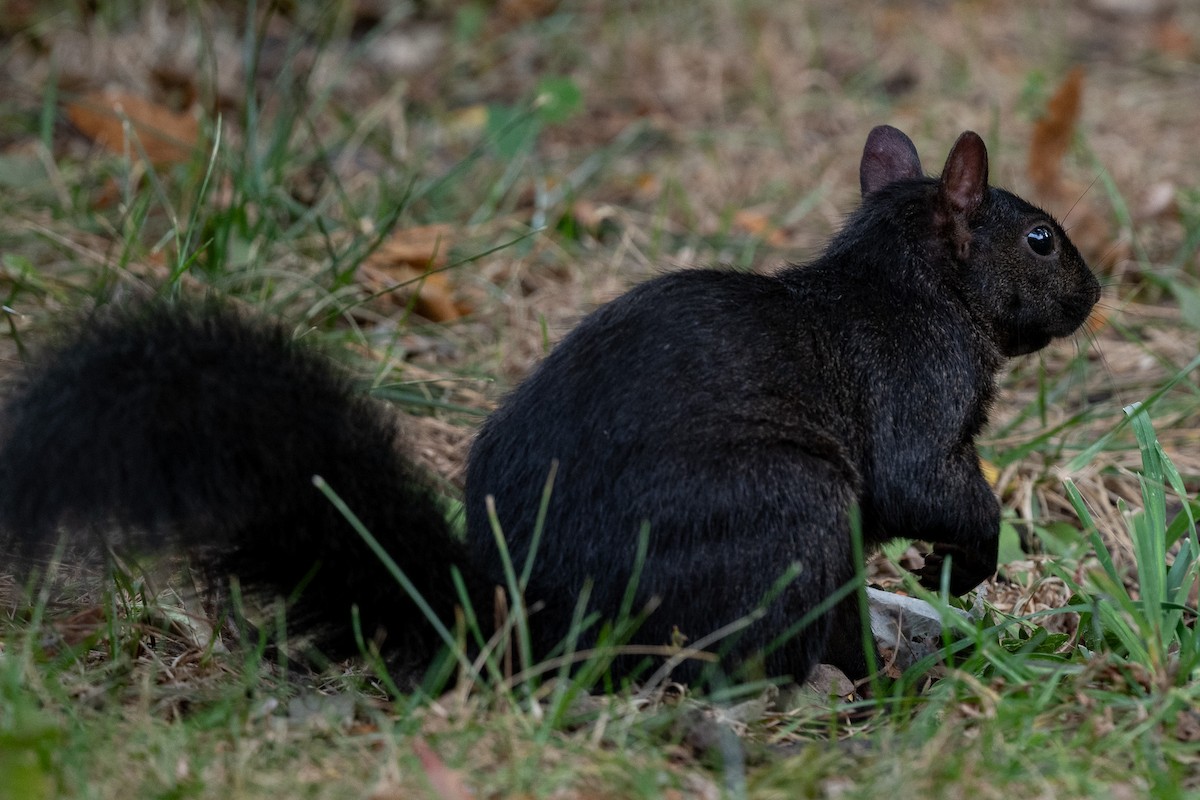 Squirrels - ML643514435