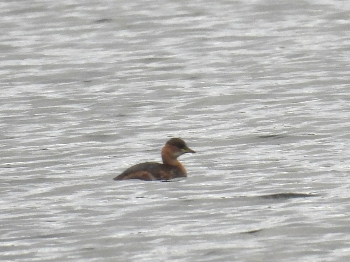 Хурган шунгуур - ML643514441