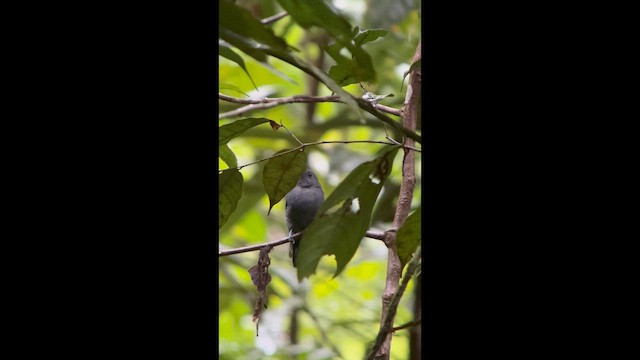 Bluish-slate Antshrike - ML643514453