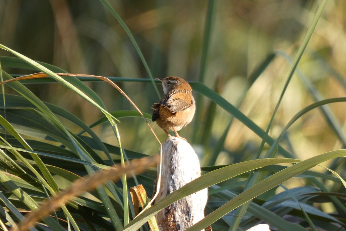 Marsh Wren - ML643514475
