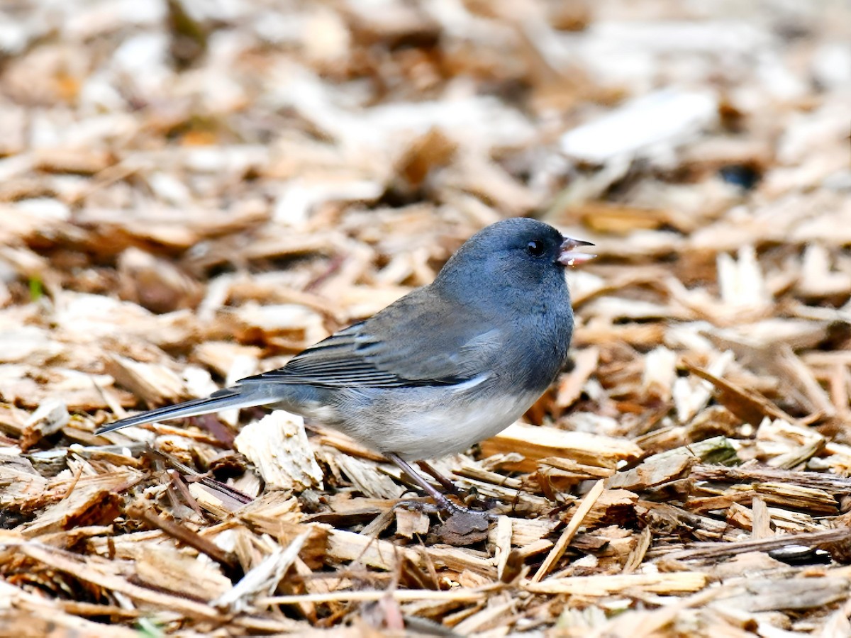 strnadec zimní (ssp. hyemalis/carolinensis) - ML643514483