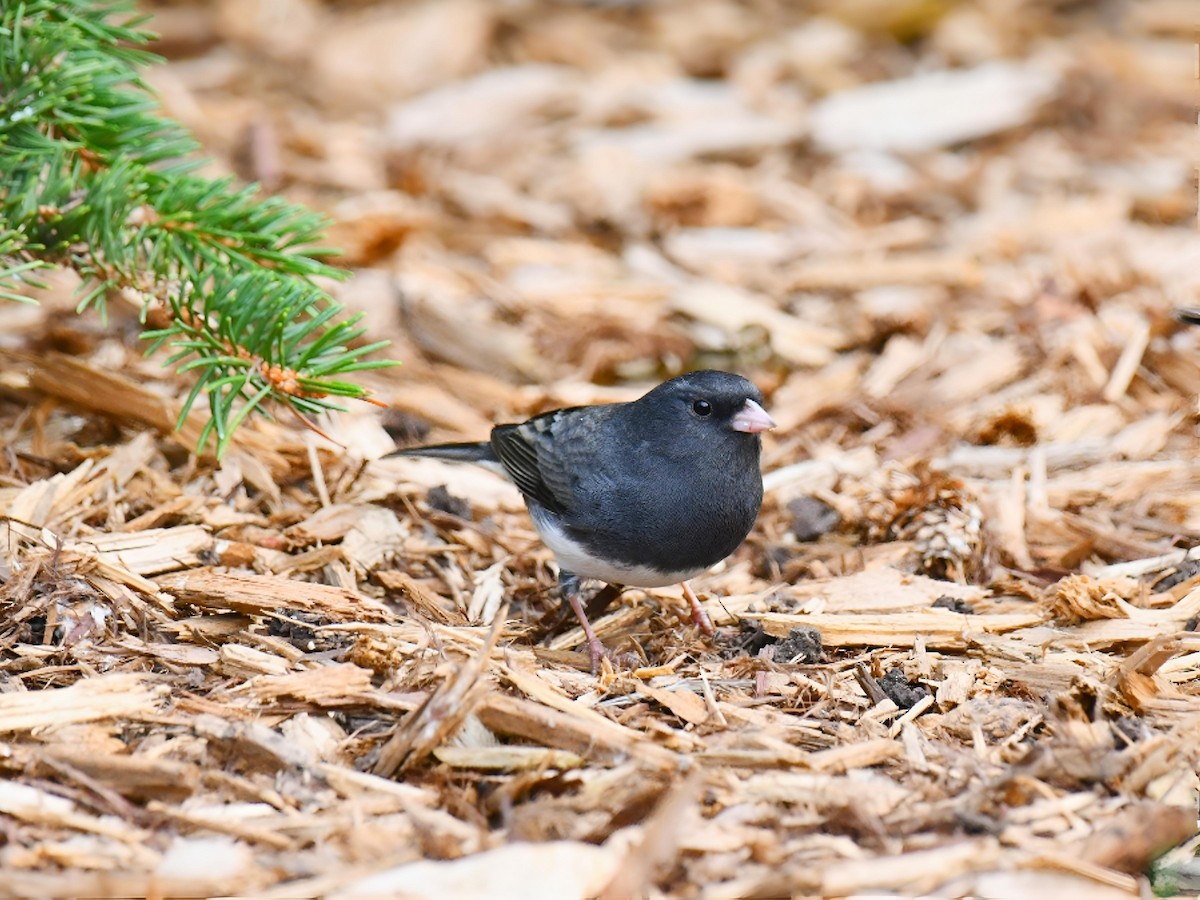 strnadec zimní (ssp. hyemalis/carolinensis) - ML643514484