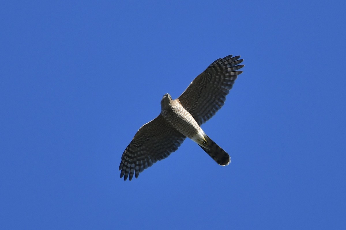 Cooper's Hawk - ML643514497