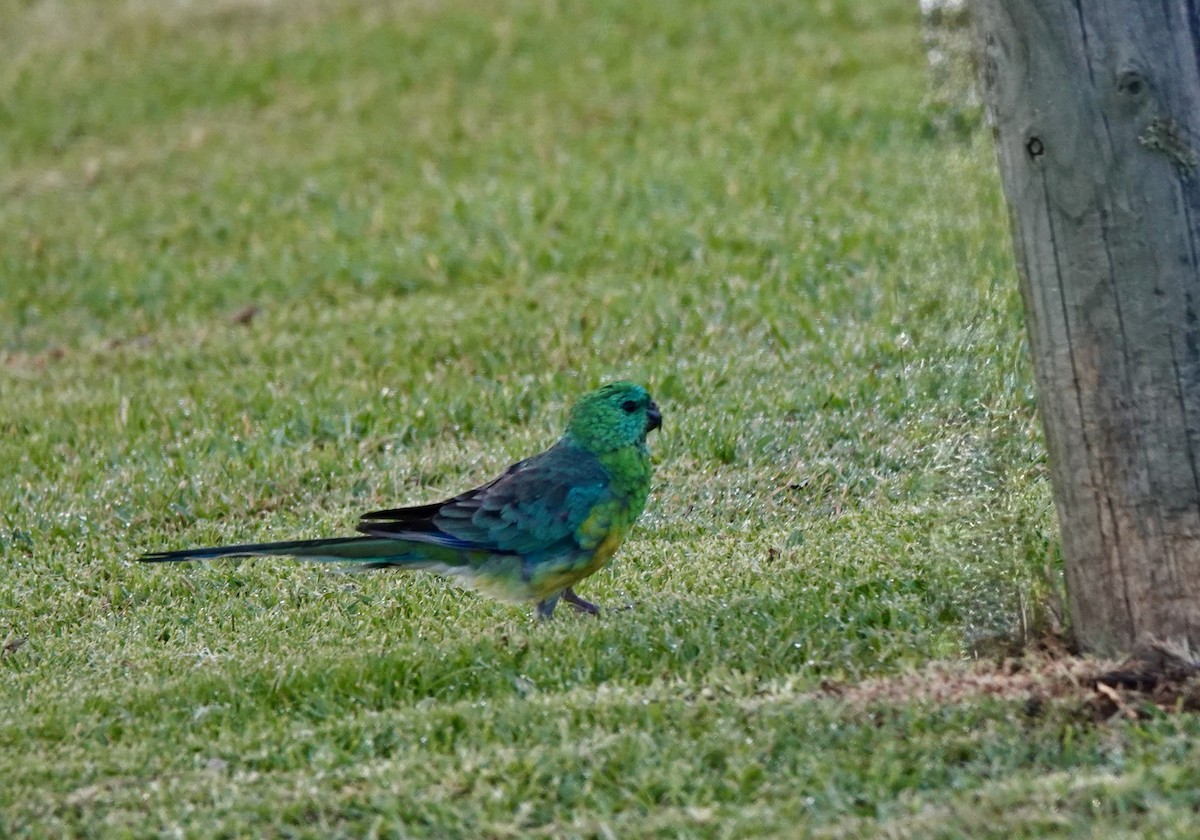 Red-rumped Parrot - ML643514505