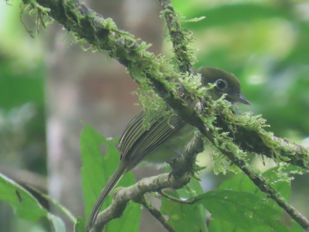 Eye-ringed Flatbill - ML643514514