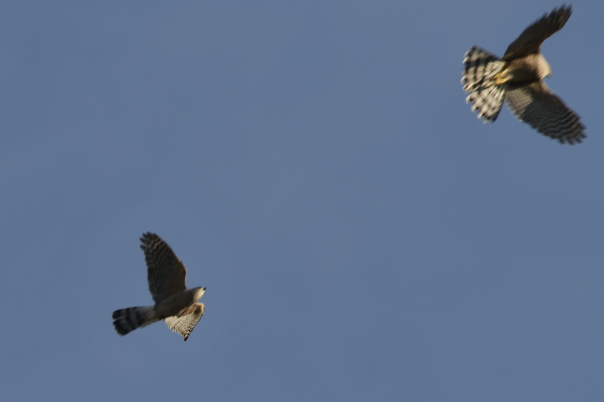 Cooper's Hawk - ML643514518