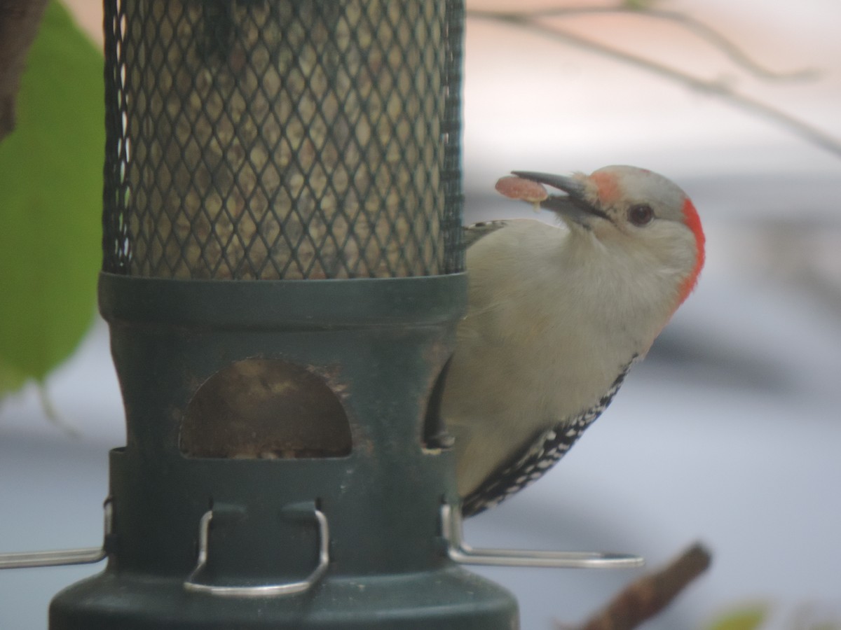 Red-bellied Woodpecker - ML643514527