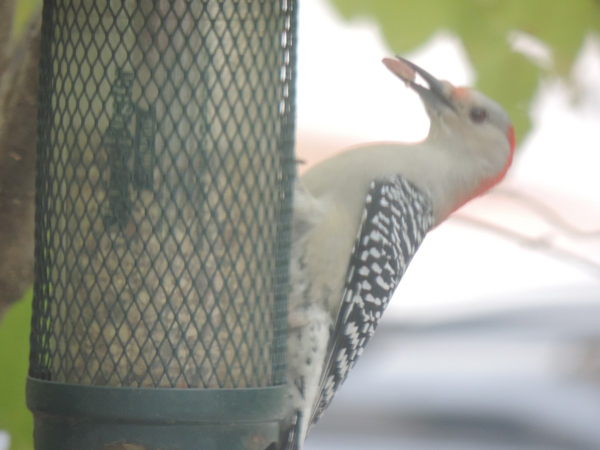 Red-bellied Woodpecker - ML643514531