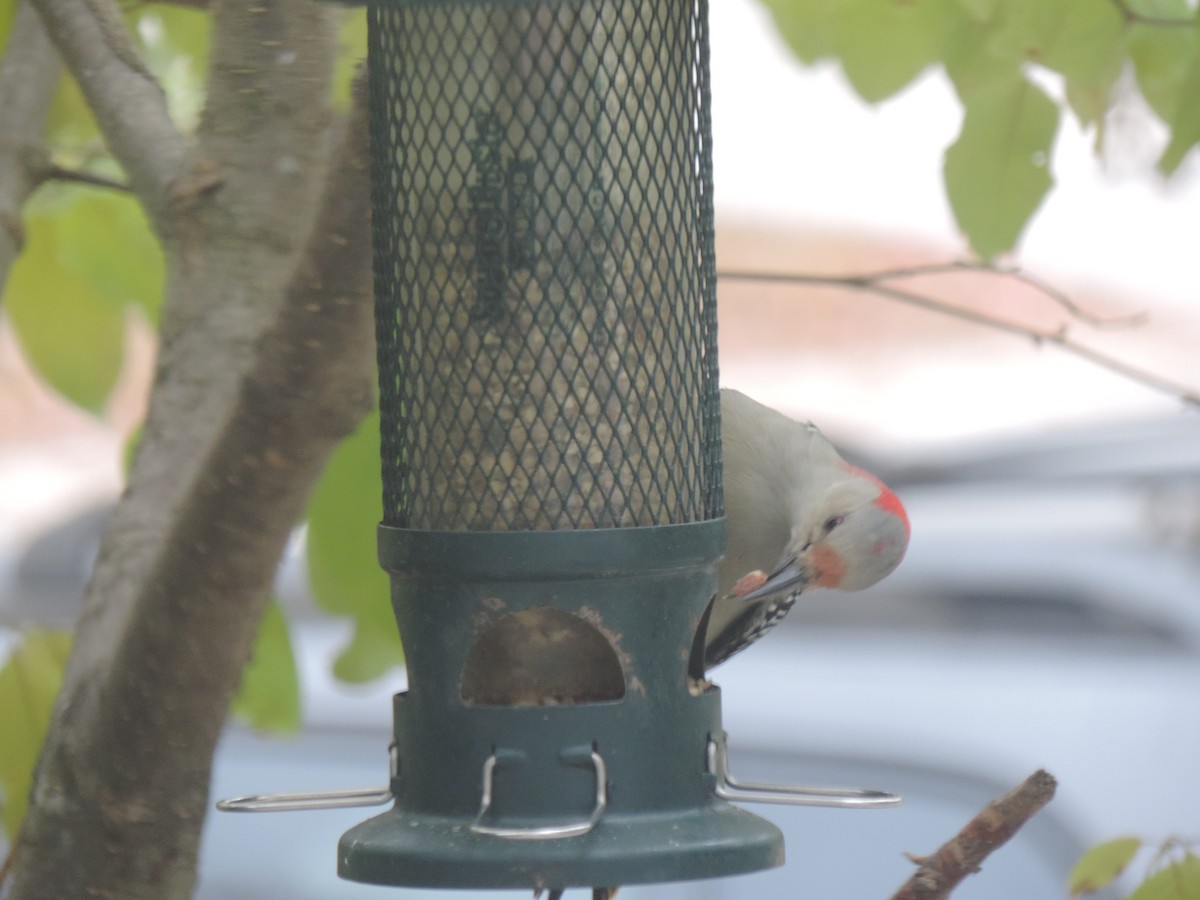 Red-bellied Woodpecker - ML643514534