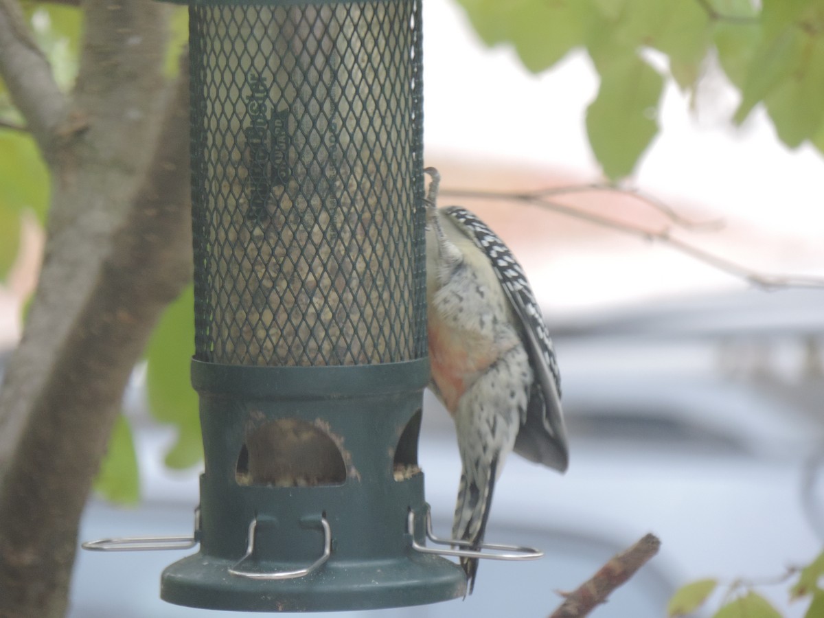 Red-bellied Woodpecker - ML643514535