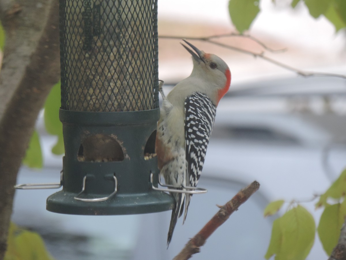 Red-bellied Woodpecker - ML643514536